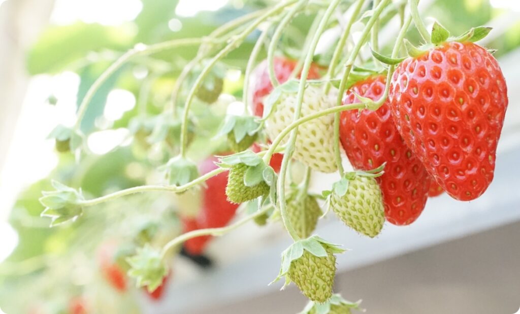 ちはる農園のいちご