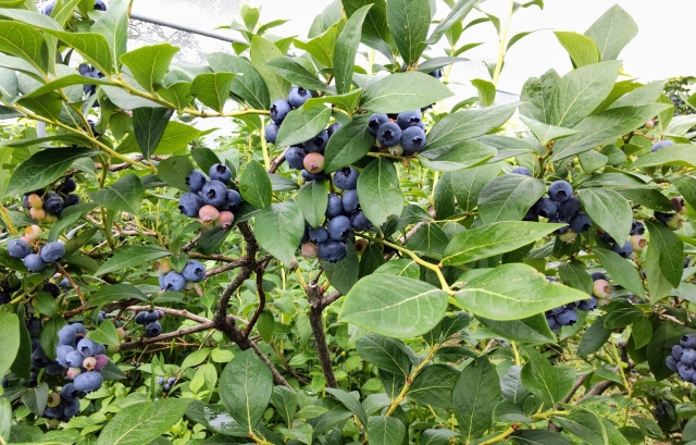 ブルーベリー農園