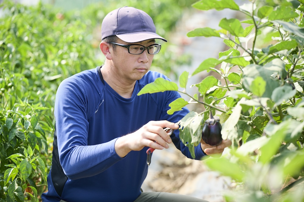 ナスを収穫する有機農園ベジカンの佐藤さん