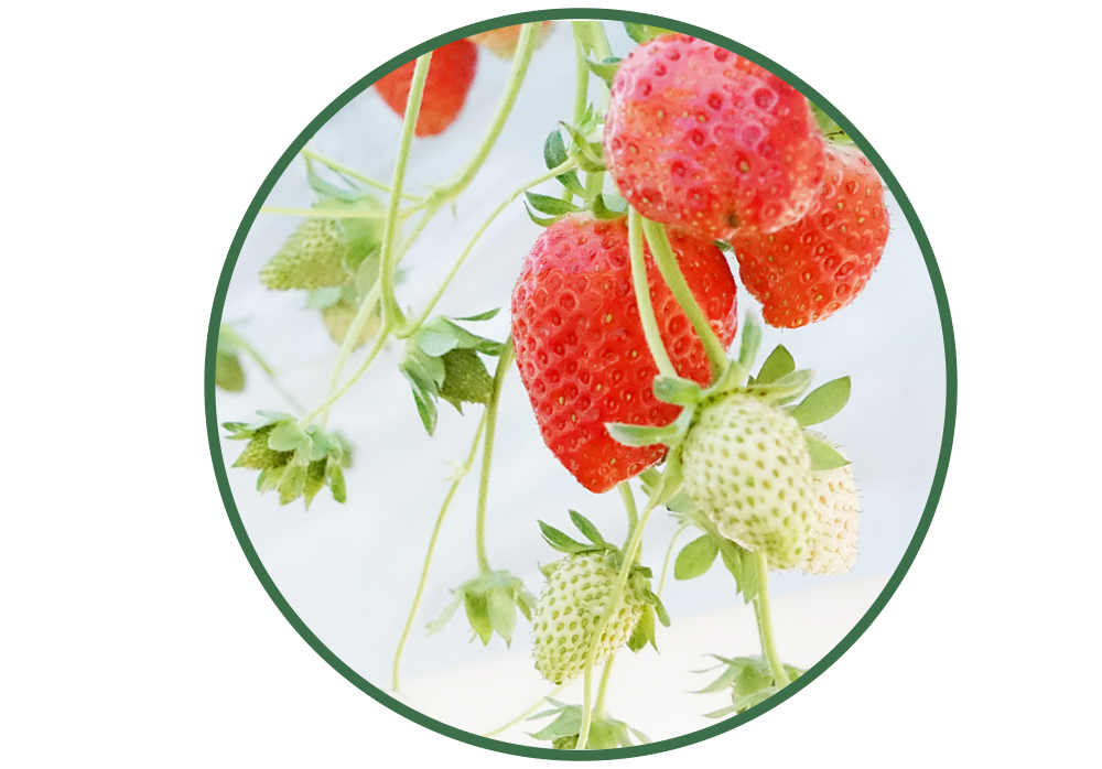 ふぁいんファーム