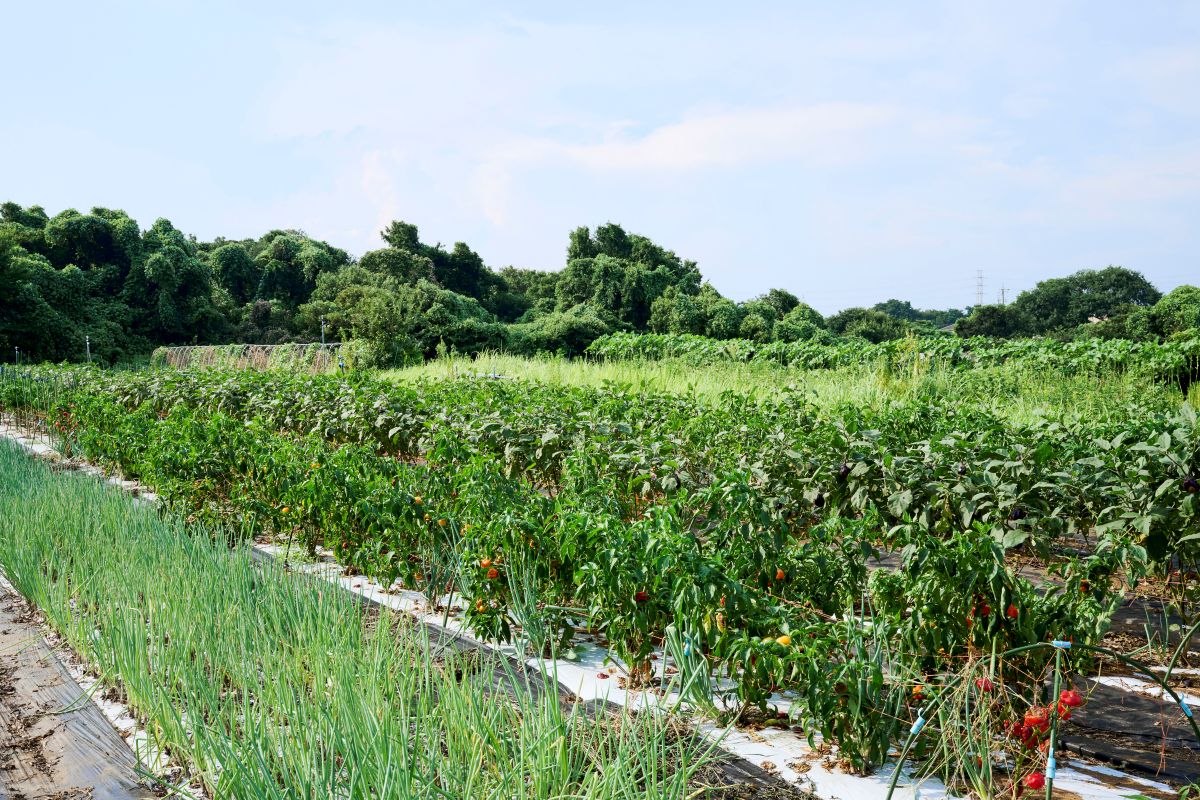 夏野菜が育つ有機農園ベジカンの畑