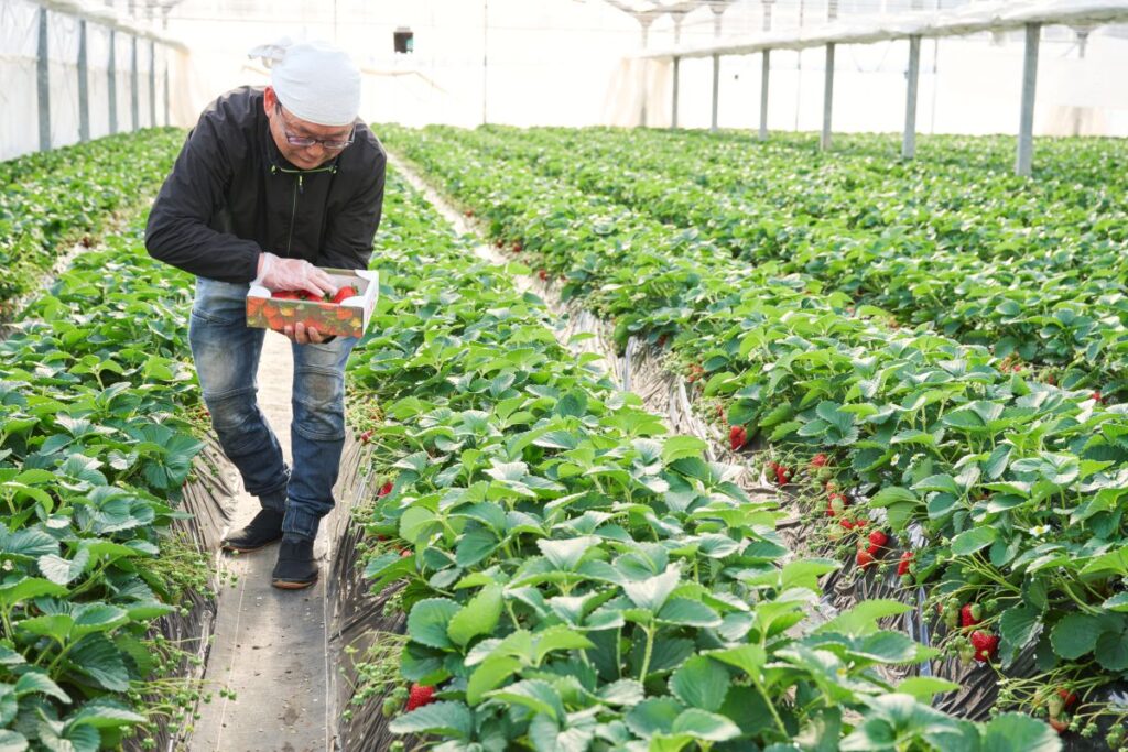 頭にタオルを巻きいちごを収穫する山﨑さん