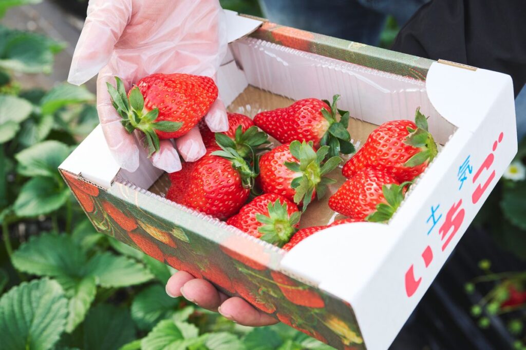 ヘタの下まで真っ赤ないちご