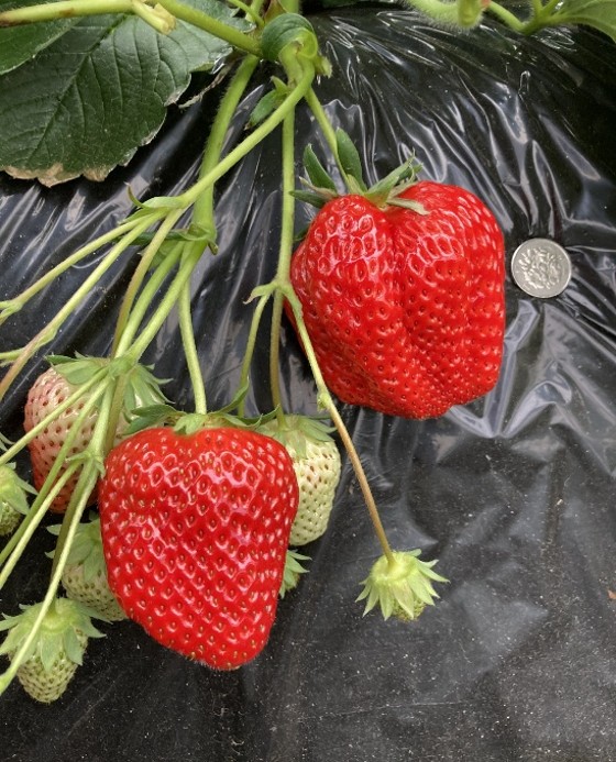100円玉の数倍大きいいちご